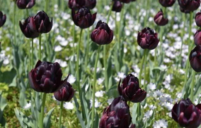 黒い花が人気！家庭菜園で育てやすいのは黒いパンジーとチューリップ
