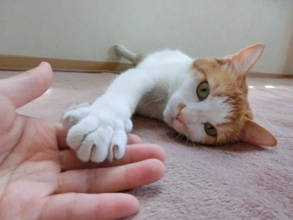 猫の爪とぎ防止