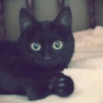 黒猫は縁起の良い『福猫』だった！黒い猫のウォールステッカーで福を呼ぼう！
