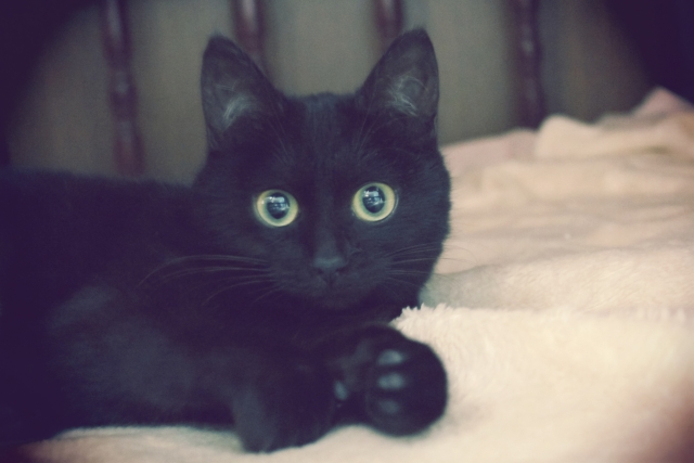 黒猫は縁起の良い福猫だった！黒猫のウォールステッカーおすすめ13選