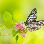 24種類のカラフルな蝶(チョウ)のウォールステッカーでお部屋を春にリメイク！