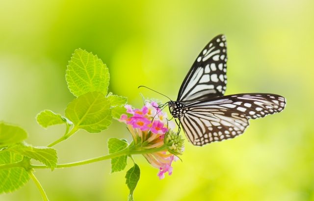 24種類のカラフルな蝶(チョウ)のウォールステッカーでお部屋を春にリメイク！