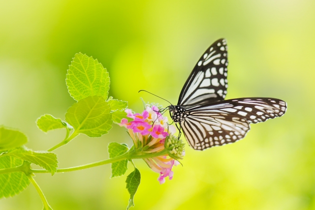 24種類のカラフルな蝶(チョウ)のウォールステッカーで春にリメイク！