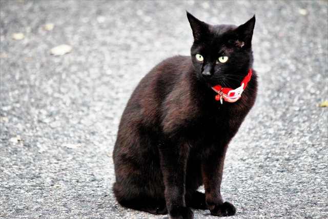 黒猫が不吉を呼ぶという迷信が伝わっている理由