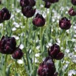 黒い花が人気！家庭菜園で育てやすいのは黒いパンジーと黒いチューリップ！