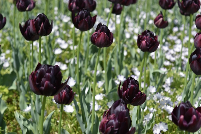 黒い花が人気！家庭菜園で育てやすいのは黒いパンジーとチューリップ