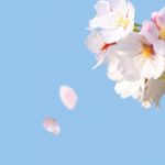 「桜が散る」「梅がこぼれる」「菊が舞う」日本語の美しい表現方法