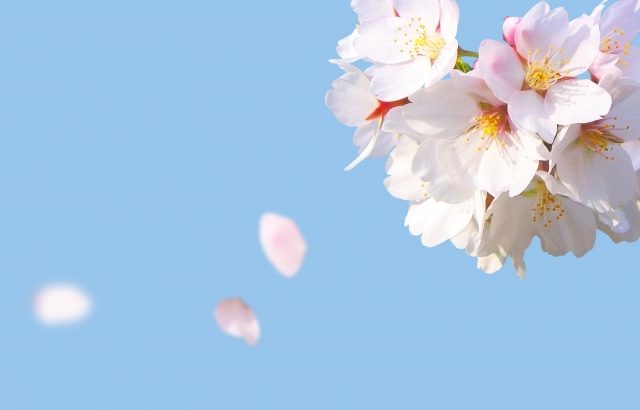 「桜が散る」「梅がこぼれる」「菊が舞う」日本語の美しい表現方法