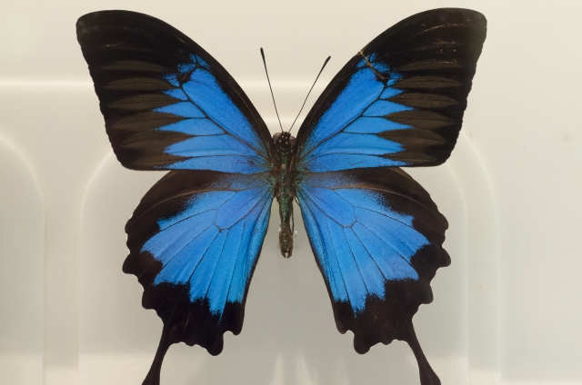 世界の蝶「オオルリアゲハ」