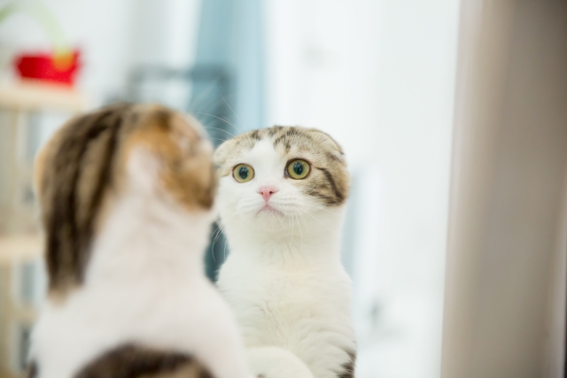 猫は鏡で自分を認識している？